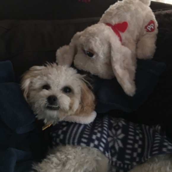 Meet your Posher, Angelle - Picture 2 of 8